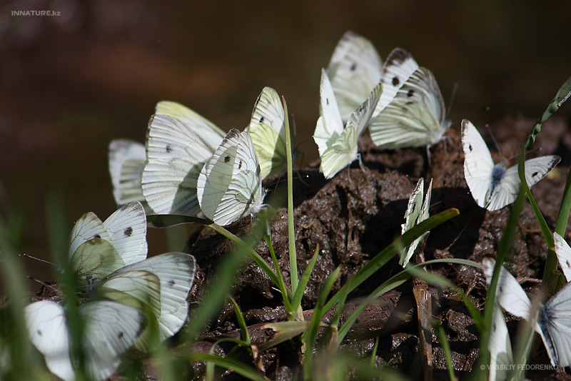 lepidopteria_07_1.jpg