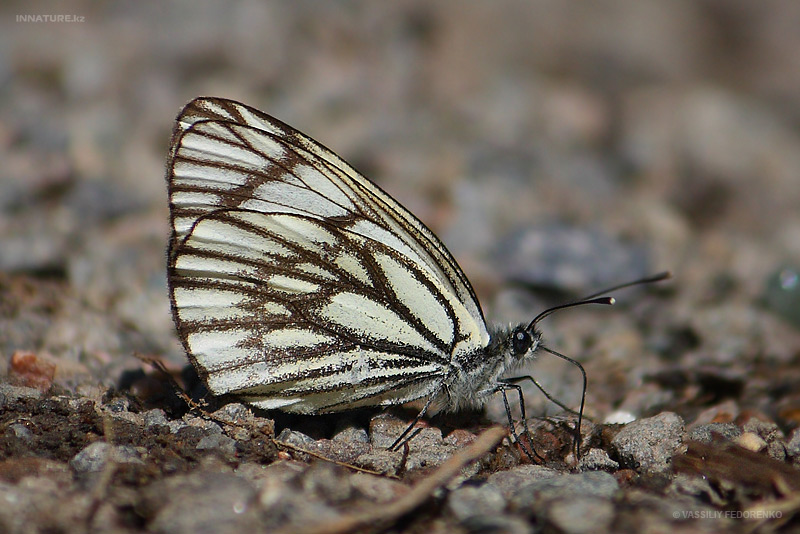 lepidopteria_07_6.jpg