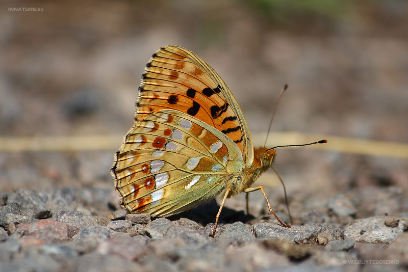 lepidopteria_07_8.jpg