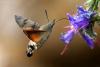 macroglossum-stellatarum_01_t1.jpg