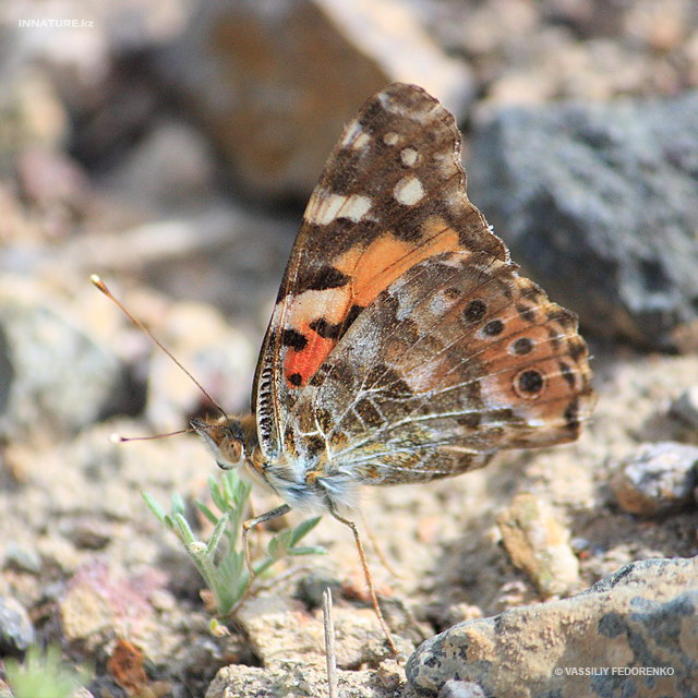 vanessa_cardui_02.jpg