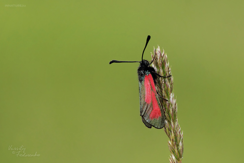 zygaena-purpuralis_01.jpg