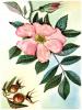 Шиповник (род Rosa L., семейство розоцветных)