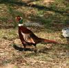 Обыкновенный фазан