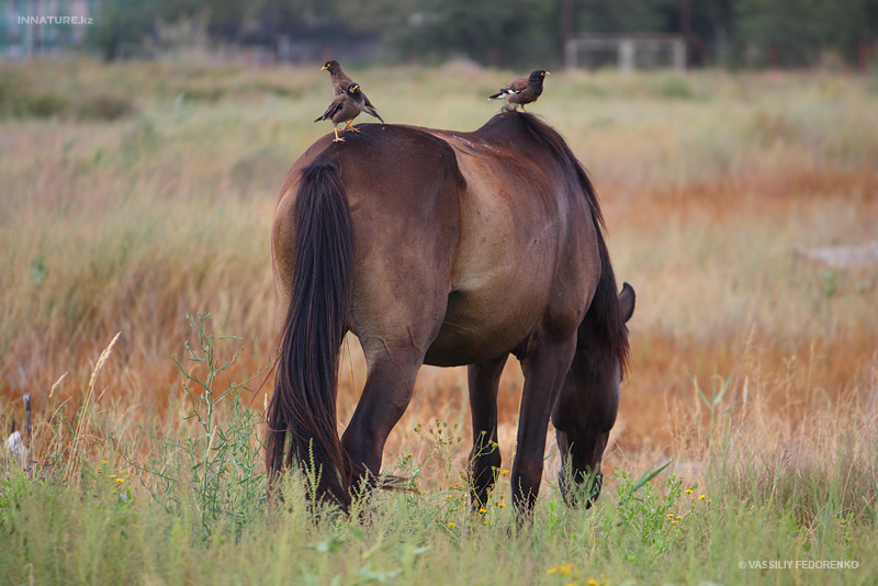 acridotheres-tristis_01.jpg