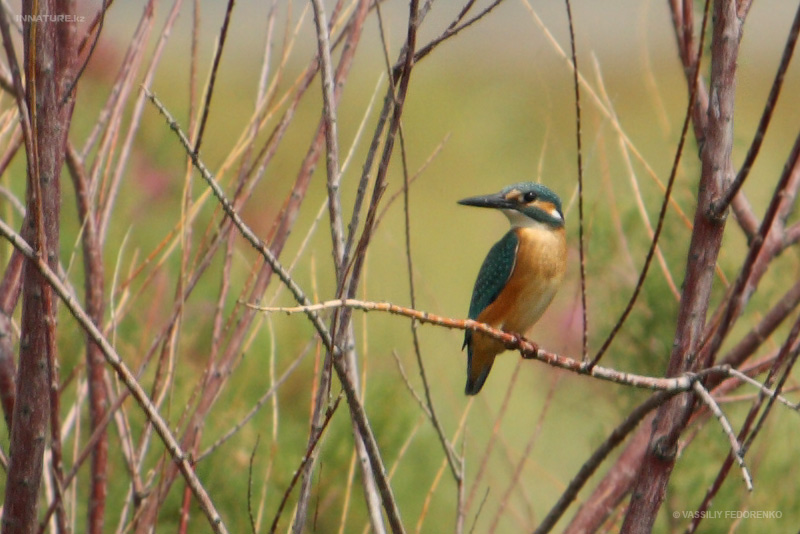 alcedo-atthis_01.jpg