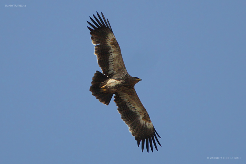 aquila-nipalensis_01.jpg