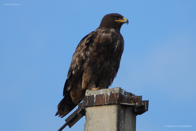 aquila-nipalensis_01_1.jpg