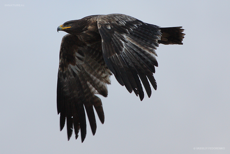 aquila-nipalensis_02.jpg