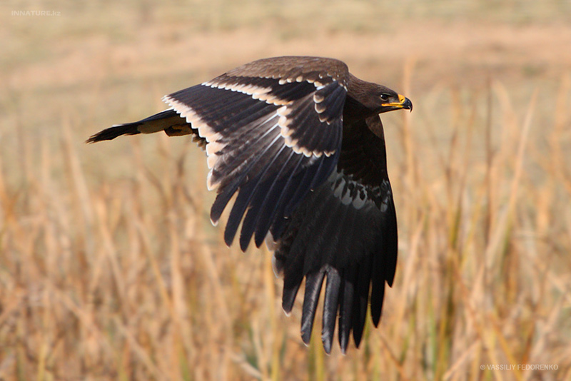 aquila-nipalensis_03.jpg