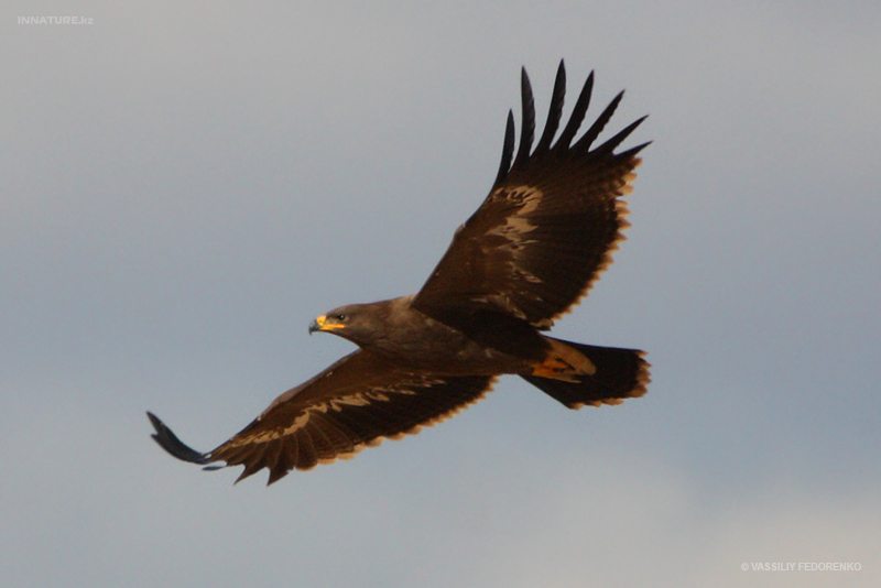 aquila-nipalensis_04.jpg