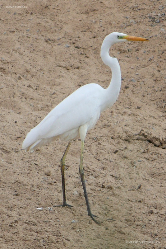 ardea-alba_02.jpg