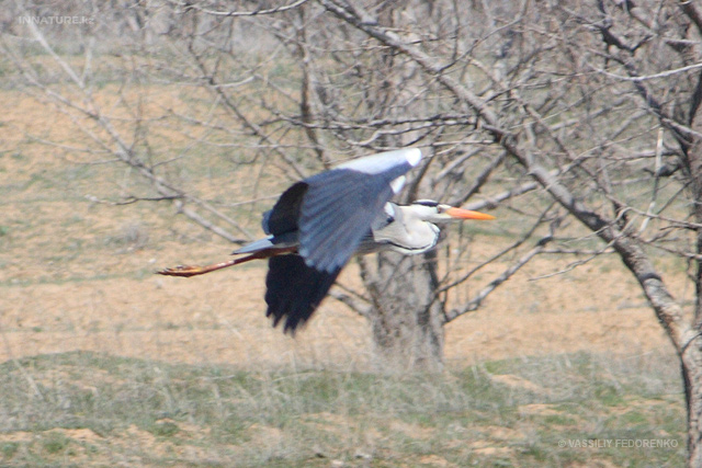 ardea-cinerea_01.jpg