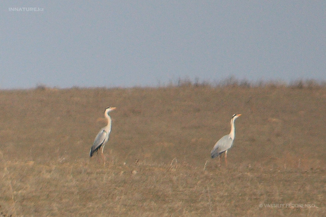 ardea-cinerea_01_1.jpg