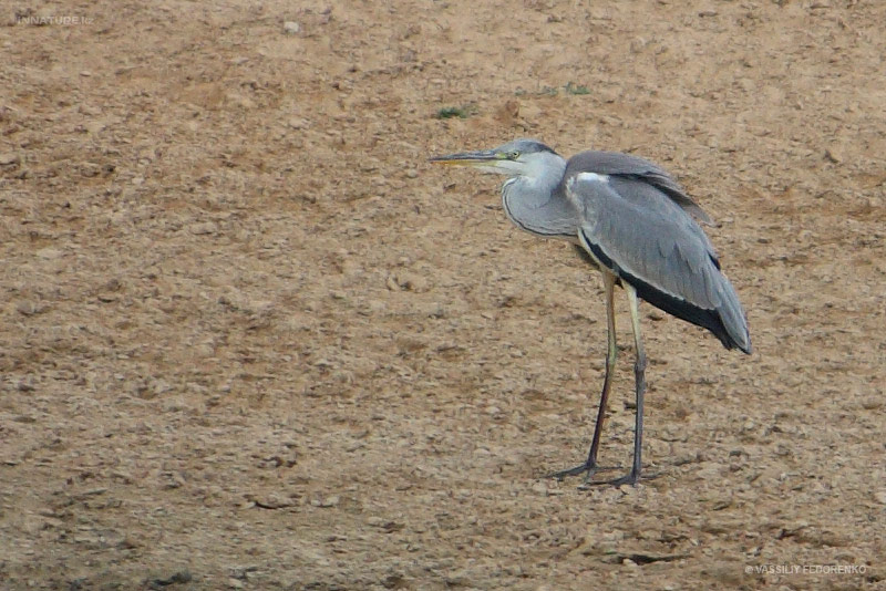 ardea-cinerea_01_2.jpg