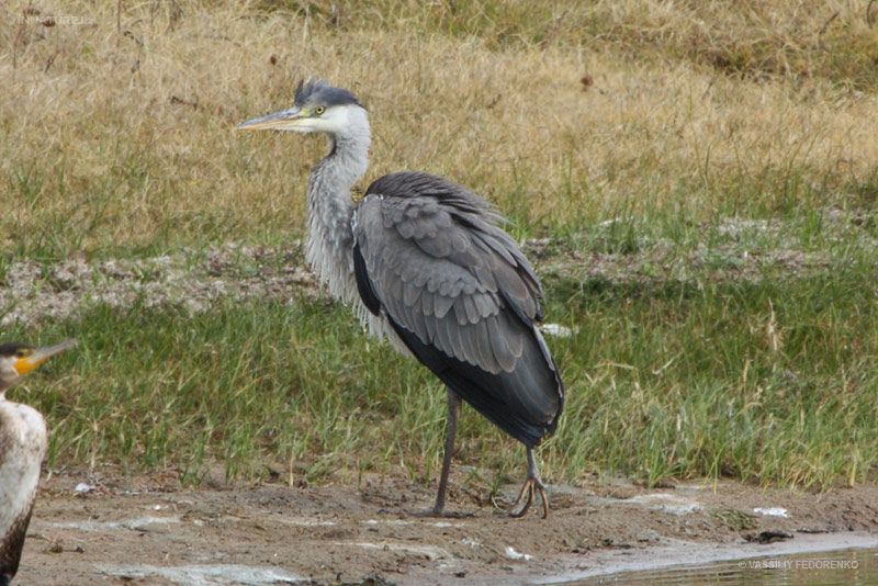 ardea-cinerea_01_3.jpg