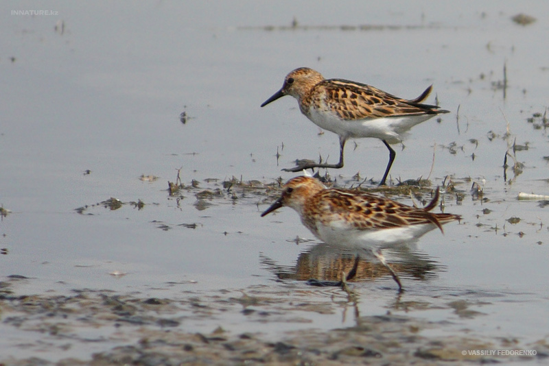 calidris-minuta_02.jpg