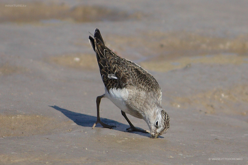 calidris_01.jpg