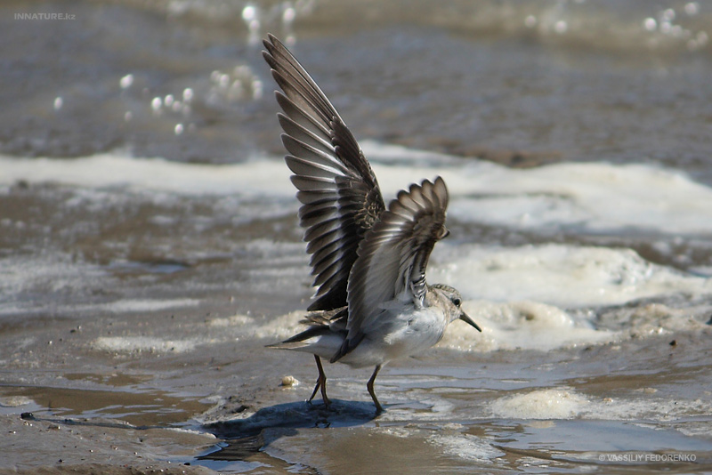 calidris_03.jpg