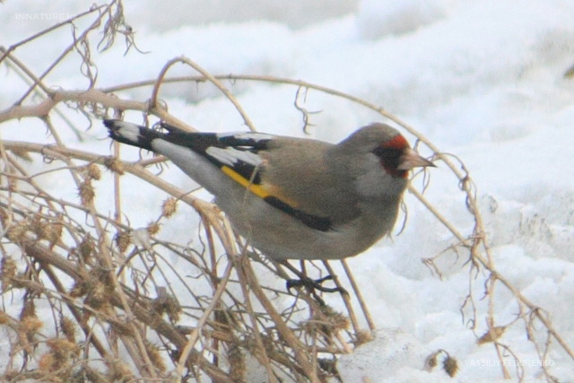 carduelis_caniceps_02.jpg