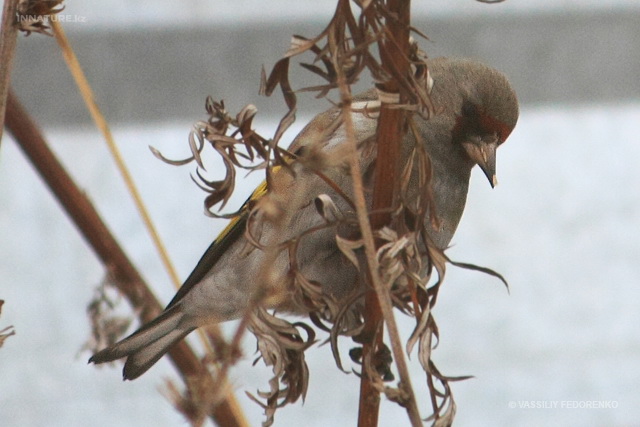 carduelis_caniceps_03.jpg