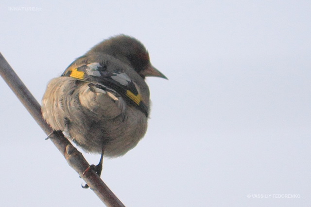 carduelis_caniceps_04.jpg