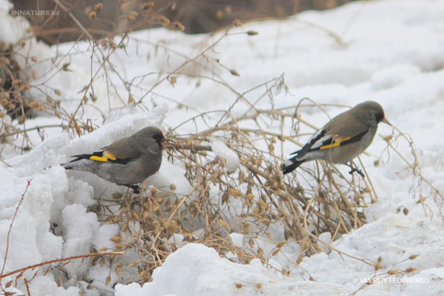 carduelis_caniceps_06.jpg