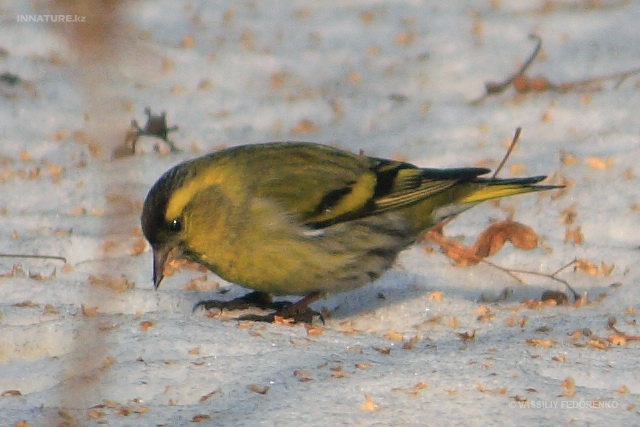 carduelis_spinus_03.jpg