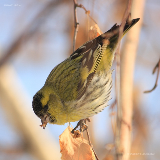 carduelis_spinus_07.jpg