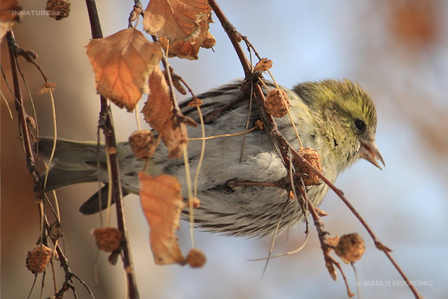 carduelis_spinus_08.jpg