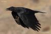 Черная ворона