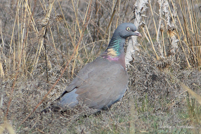 columba-palumbus_01.jpg