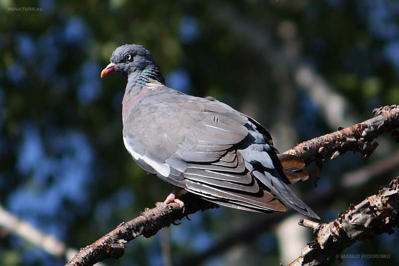 columba-palumbus_02.jpg