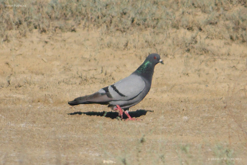 columba-rupestris_03.jpg