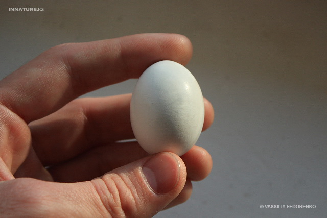 Яйцо голубя