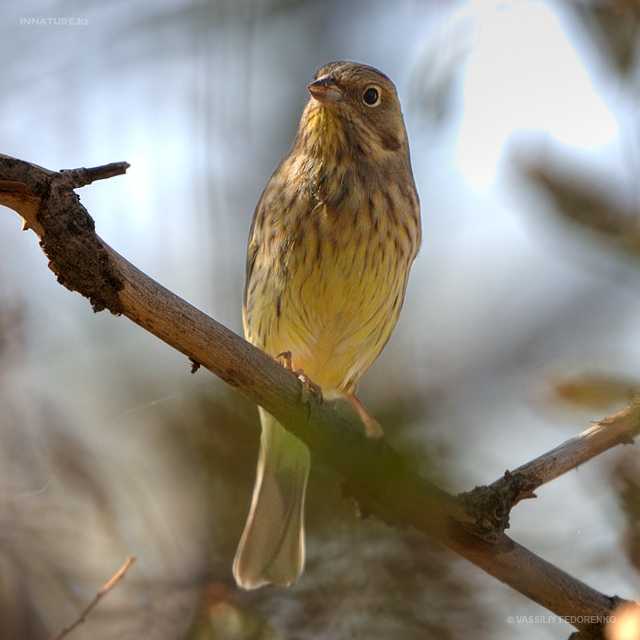 emberiza-citrinella_02.jpg