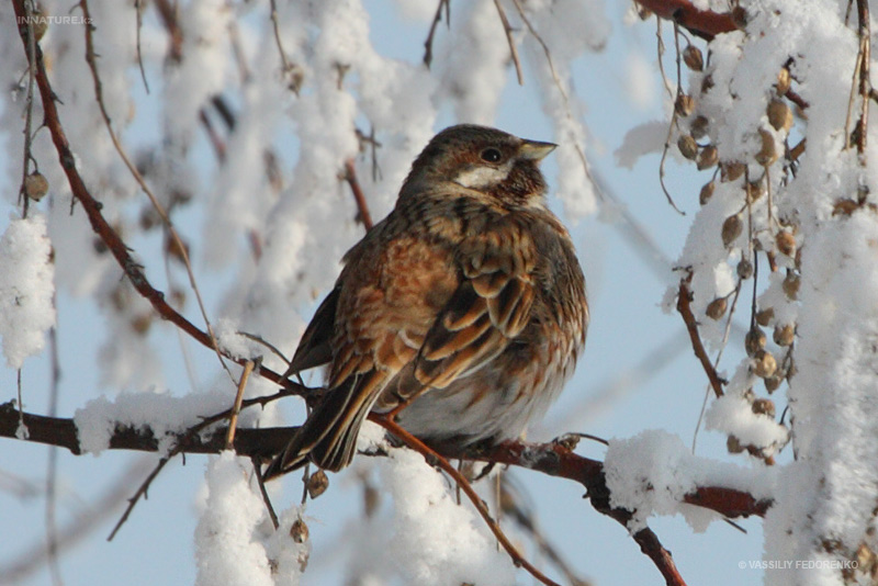 emberiza-leucocephala_02.jpg