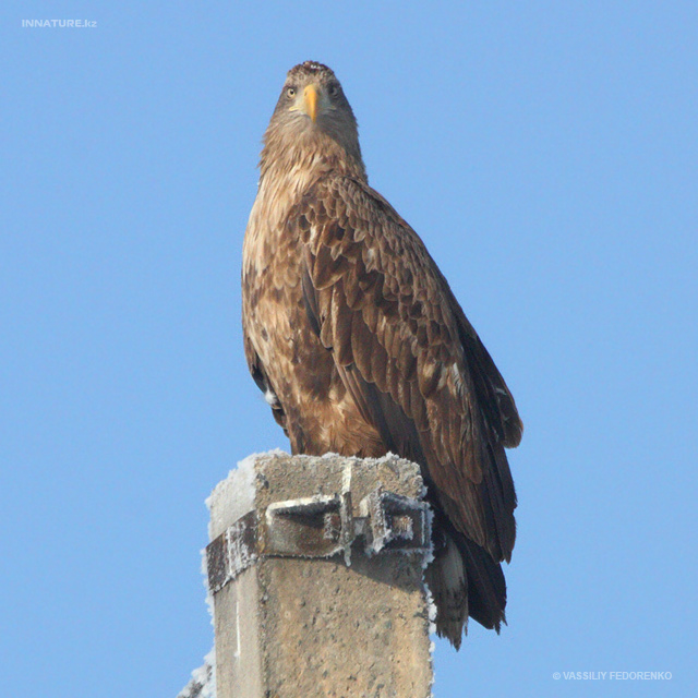 haliaeetus-albicilla_02_1.jpg