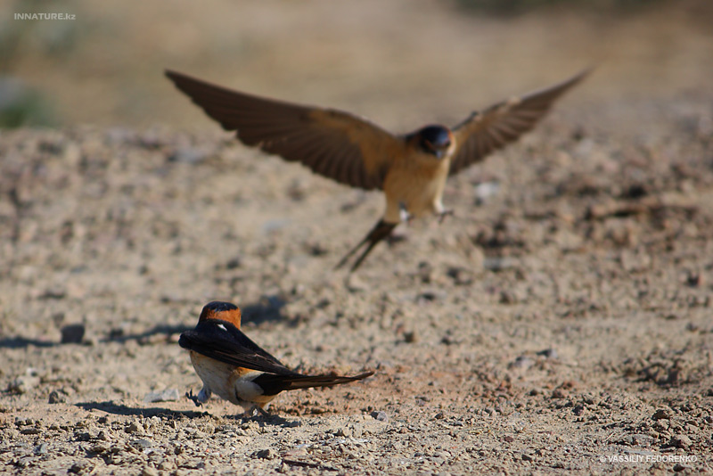 hirundo-daurica_02.jpg