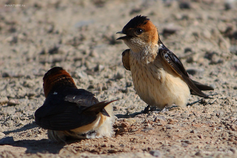 hirundo-daurica_03.jpg