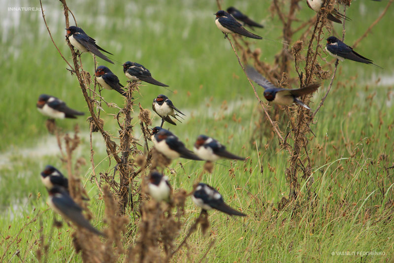 hirundo-rustica_01.jpg