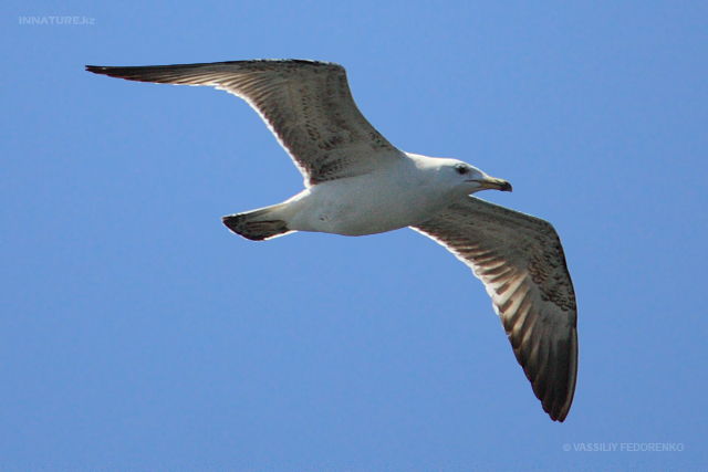 larus-cachinnans_01.jpg