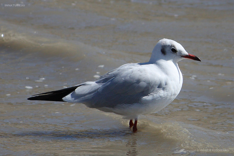 larus-ridibundus_01_2.jpg