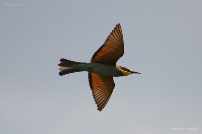 merops-apiaster_01.jpg