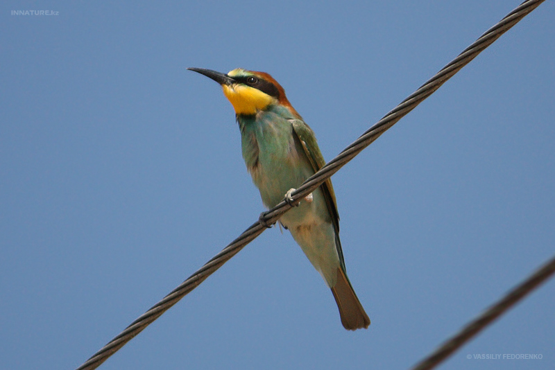 merops-apiaster_03.jpg