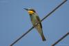 merops-apiaster_03_t1.jpg