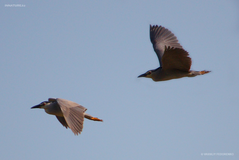 nycticorax-nycticorax_01.jpg