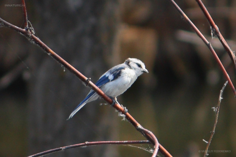 parus-cyanus_01.jpg