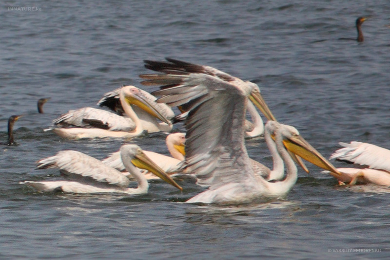 pelecanus-crispus_01_2.jpg