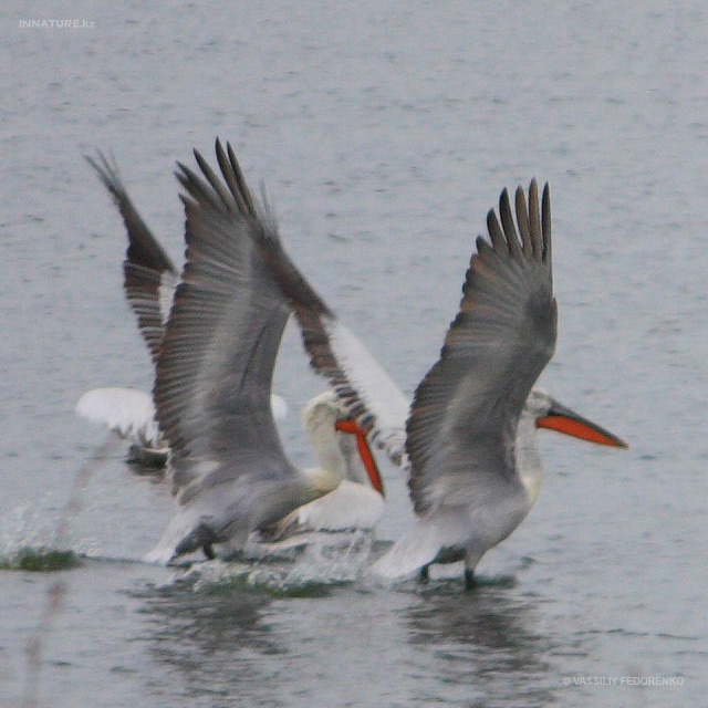 pelecanus-crispus_04.jpg